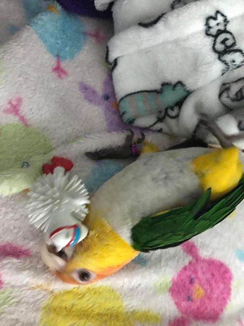 Pollo the Caique with his Polar Bear parropine