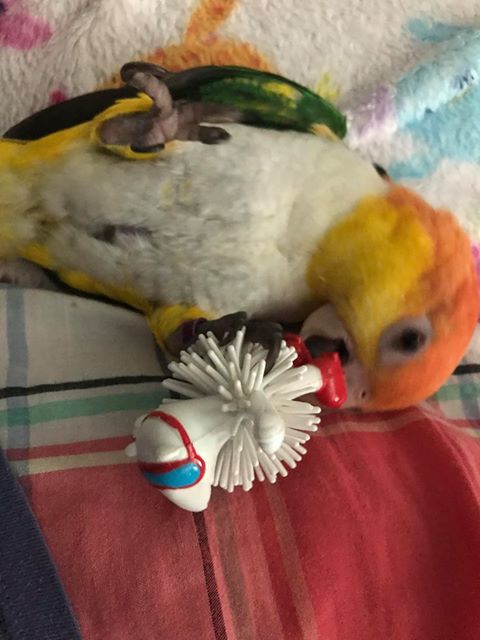 Pollo the Caique with his Polar Bear parropine