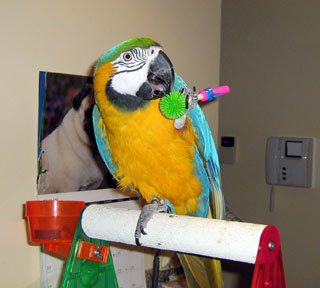 Screwy ParroPine