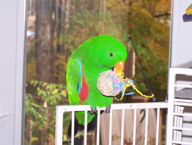 Simon (Solomon Island Male Eclectus) loves fiesta munch balls!